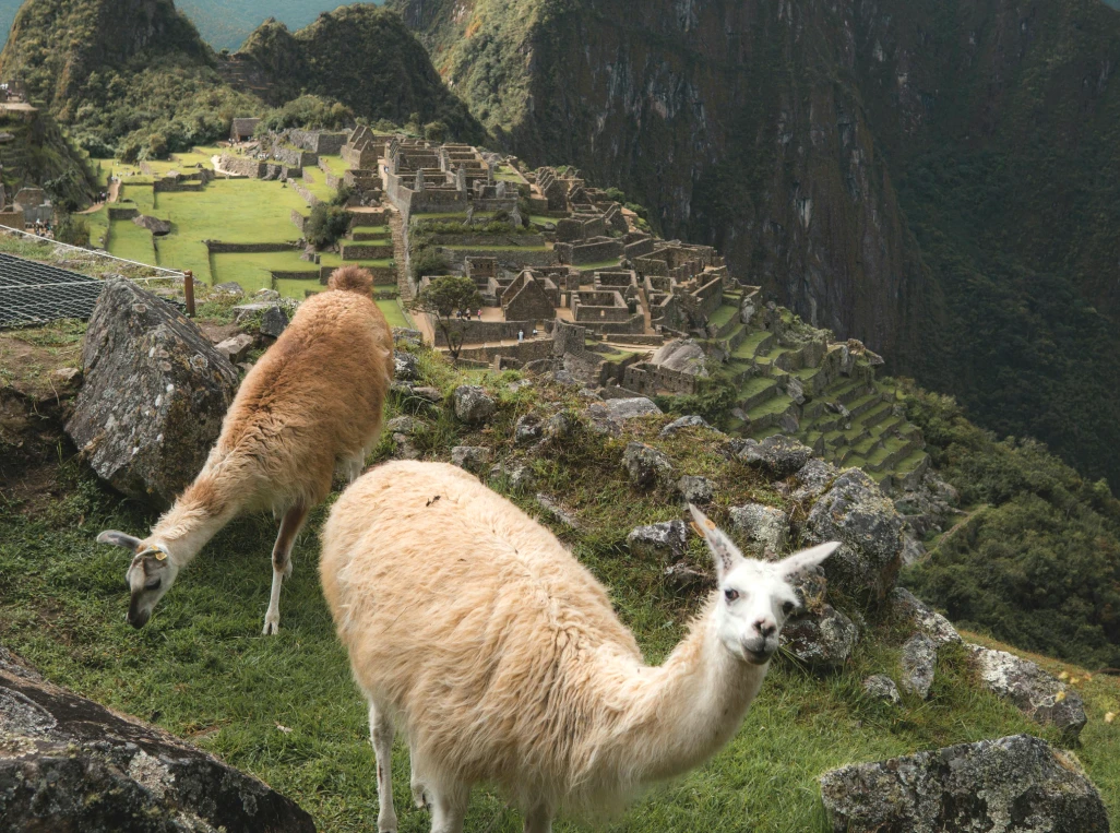 machu picchu llama