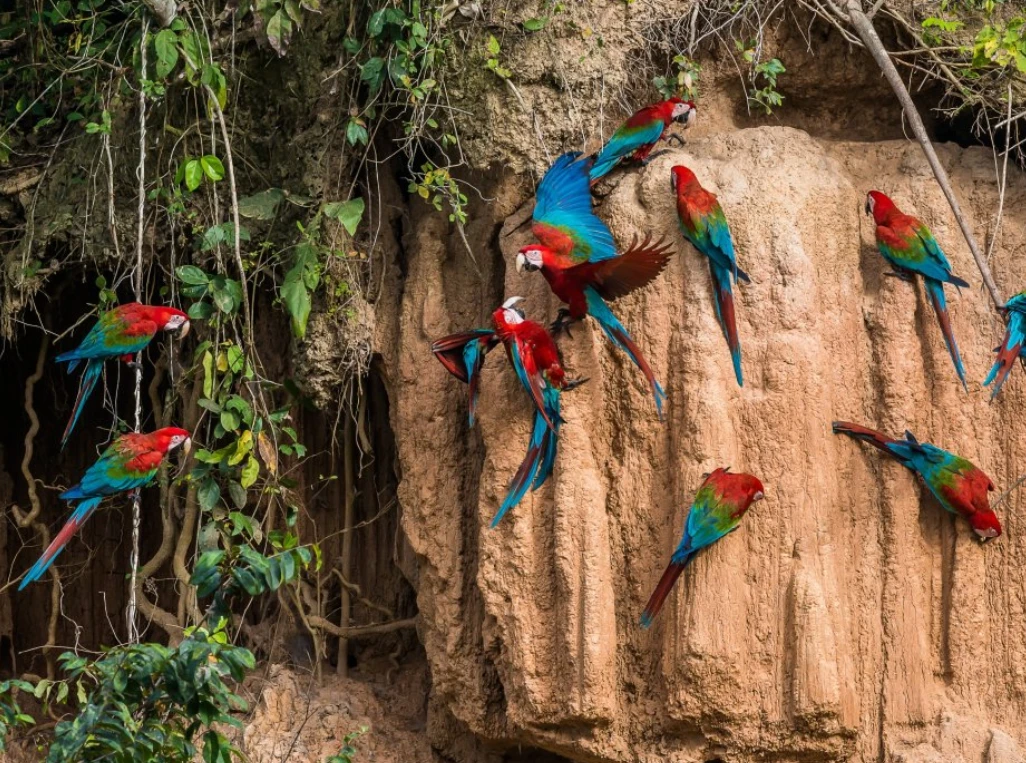 manu parrot clay lick