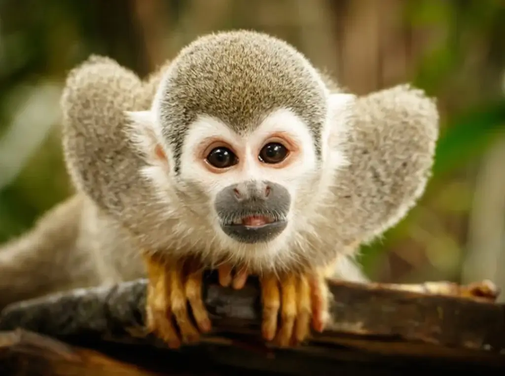 Mono Leoncito iquitos