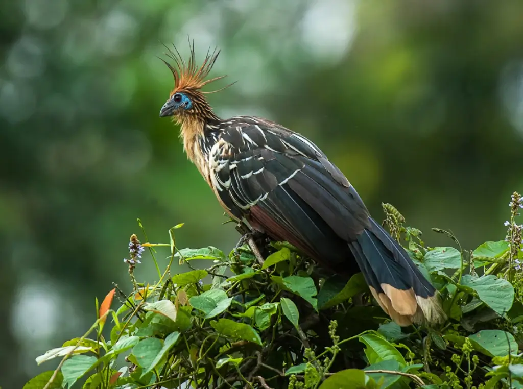 Observación del Shansho_Hoatzin, ave prehistórica que vive en pantanos.