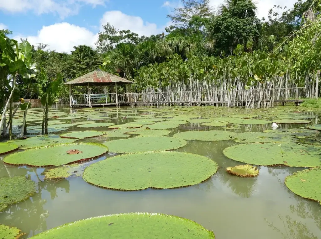 Victoria Regia, la planta acuática más grande del mundo